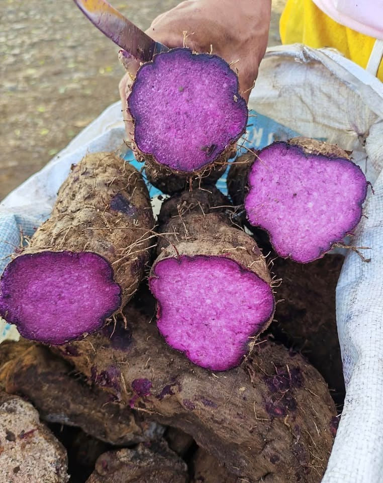 Fresh Ube - Purple Yam [1 kg]