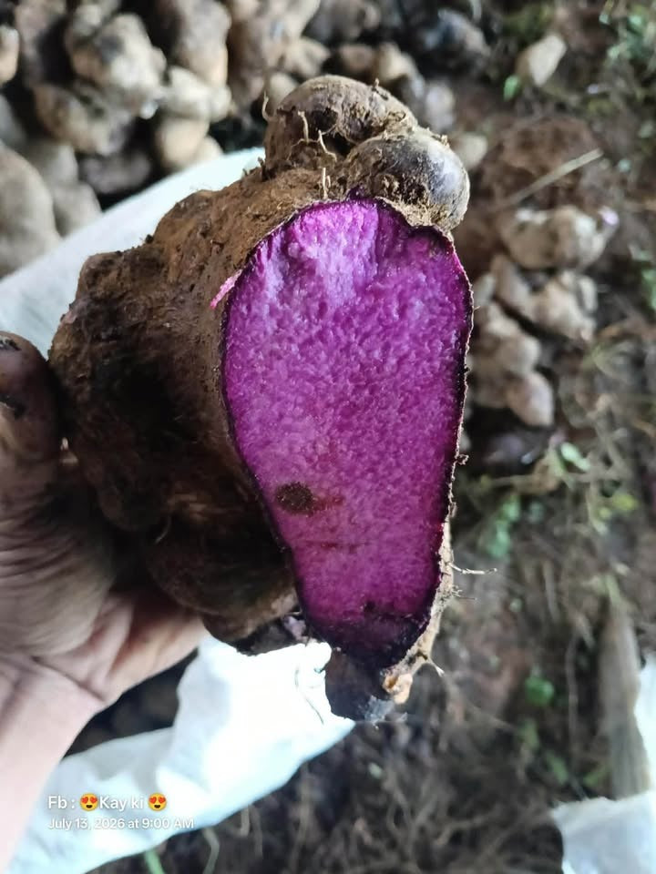 Fresh Ube - Purple Yam [1 kg]