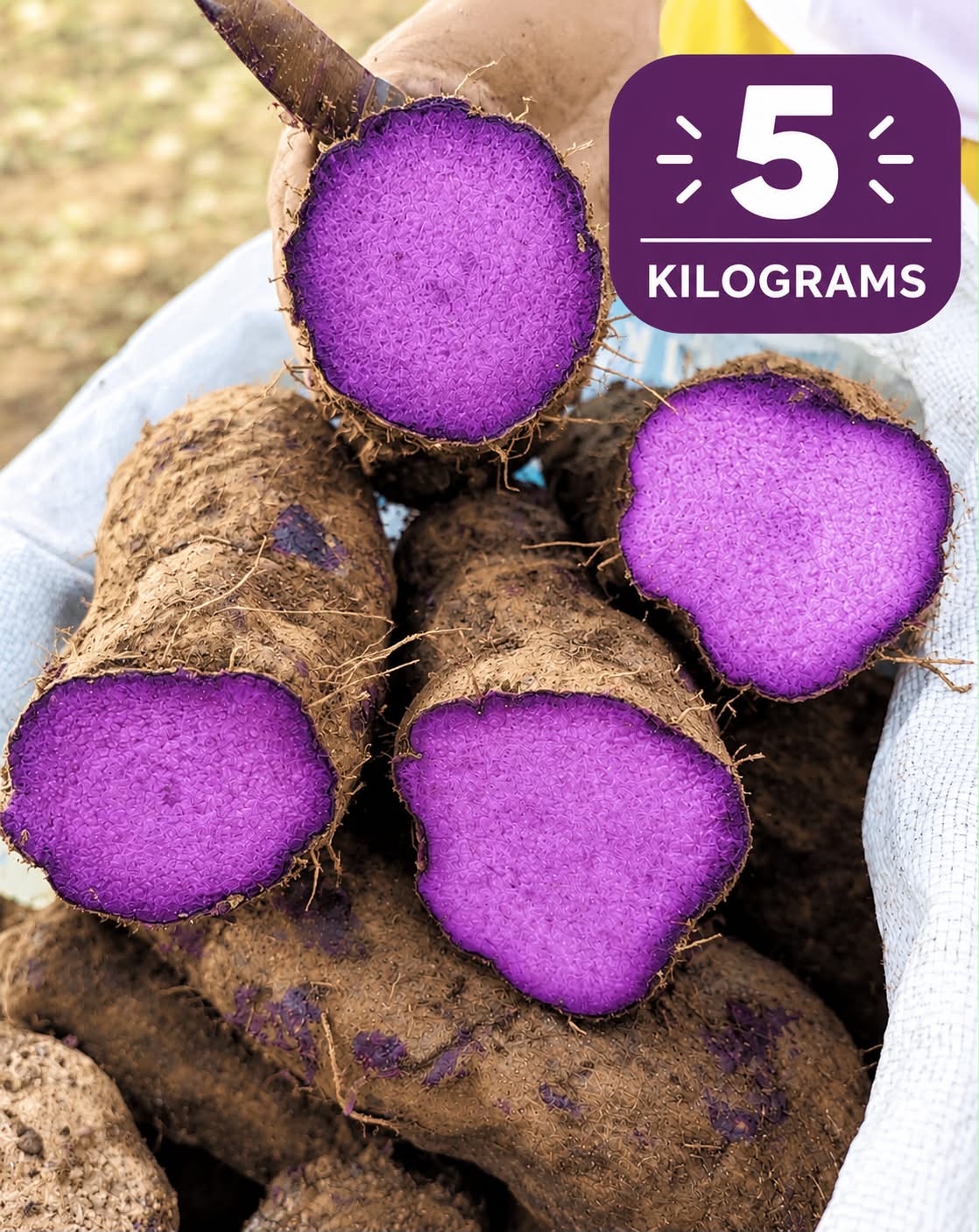 [5 KG] Fresh Ube - Purple Yam